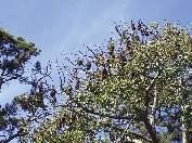 Uprostřed Royal Botanic Garden (Královská botanická zahrada) je rozsáhlý tropický les, v jehož korunách visí desítky netopýrů