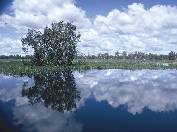 Yellow Water je nejspíš nejznámější billabong v Kakadu - v australské angličtině označuje billabong jezero vzniklé z mrtvého ramena řeky (v místní domorodém azyce „billa“ = říčka, „bong“ = mrtvý)